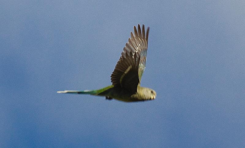 grass parrot.jpg